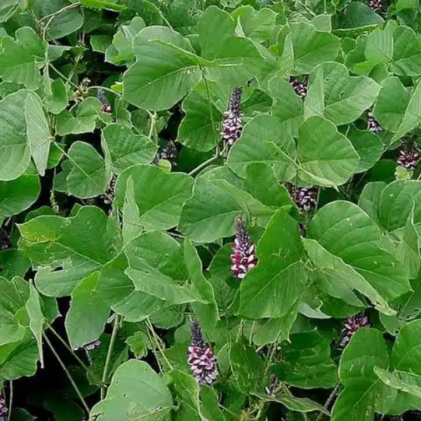 विदारीकंद